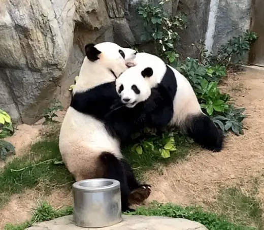 Apesar de estar sem visitantes, a cena foi acompanhada por funcionários, que celebraram o momento raro (Foto: Reprodução)