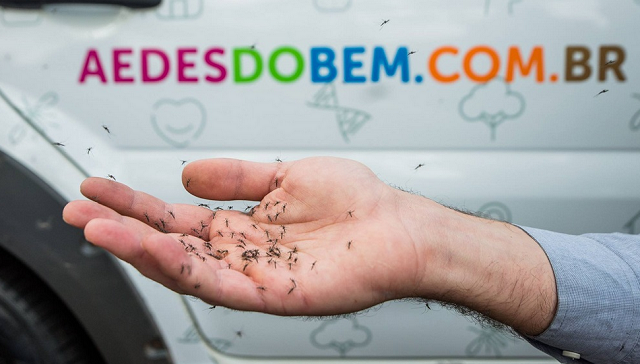 Testes com Aedes do Bem em Jacobina foram feitos entre 2013 e 2018 (Foto: Reprodução) 