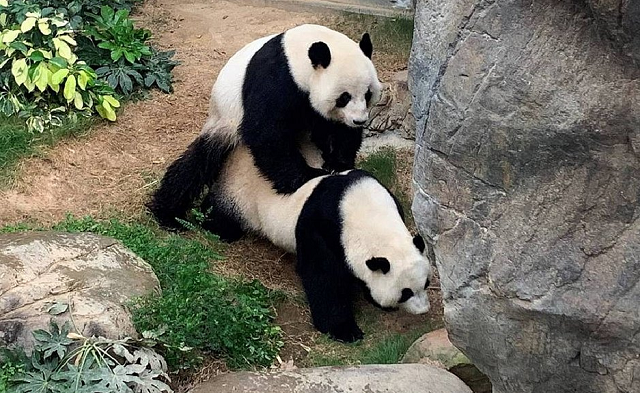 Apesar de estar sem visitantes, a cena foi acompanhada por funcionários, que celebraram o momento raro (Foto: Reprodução)