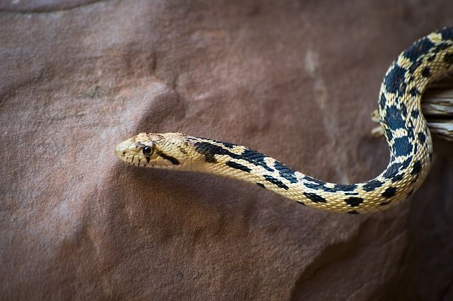 A casa fica próxima a um pântano, o que, segundo especialistas, explicaria a infestação de bichos por ali (Foto: Skeeze/Pixabay)